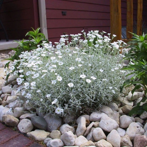 Rogownica kutnerowata (C2)