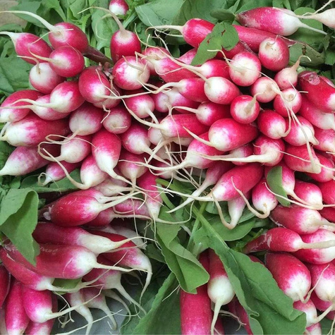 Rzodkiewka podłużna Expo mieszaniec F1 całoroczna 5g