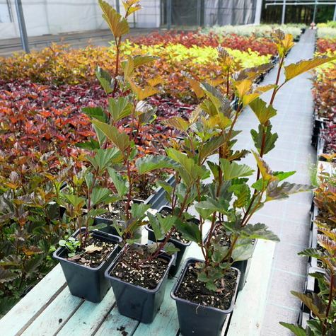 Pęcherznica kalinolistna Red Baron (P9)