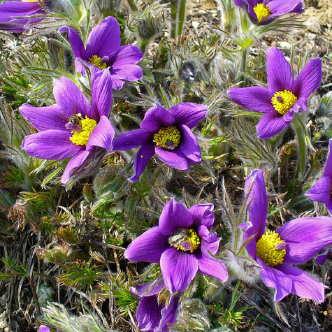 Sasanka zwyczajna Violet Blue (C2)