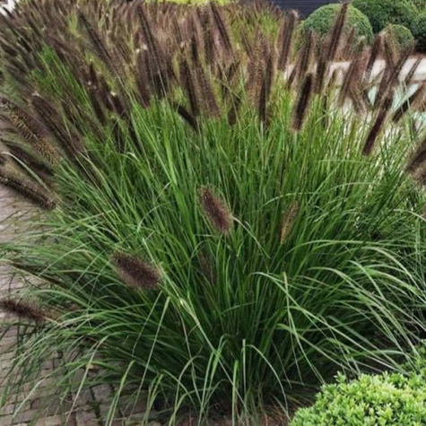 Rozplenica Japońska Piórkówka Black Beauty (C2)