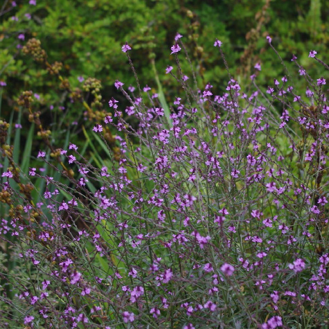 Werbena pospolita Bampton (C2)