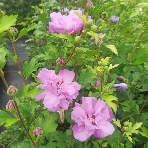 Ketmia syryjska Hibiskus Ardens (C2)