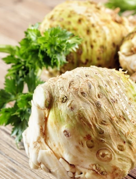 ZESTAW ALLEGRO Seler korzeniowy Talar wczesny 0,5g