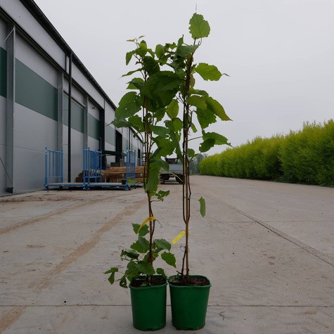 MINI KIWI Aktinidia pstrolistna Adam męska (C2)