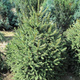 Świerk pospolity Compacta (C2)