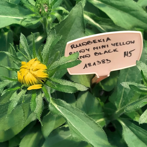 Rudbekia owłosiona Rudy Mini Yellow and Black (C2)