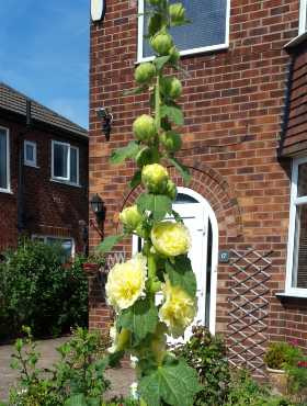 Malwa różowa Chaters Yellow (P9)