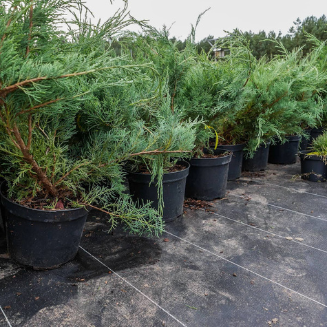 Jałowiec wirginijski Hetz srebrzysty iglak