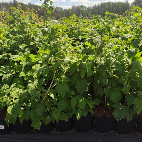 Malina Benefis w doniczce (C2)