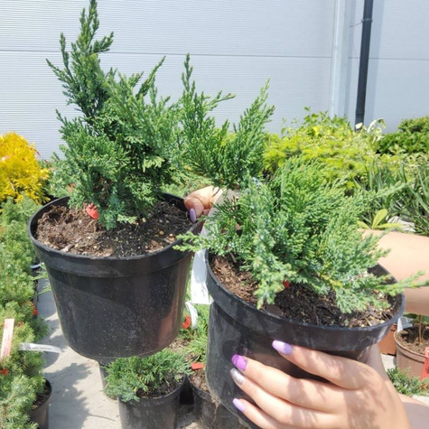 Jałowiec sabiński Tamariscifolia (P9)