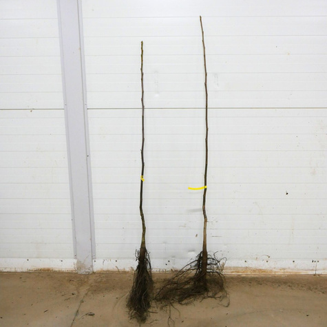 Orzech Włoski Franquette Szczepiony Plant Pack