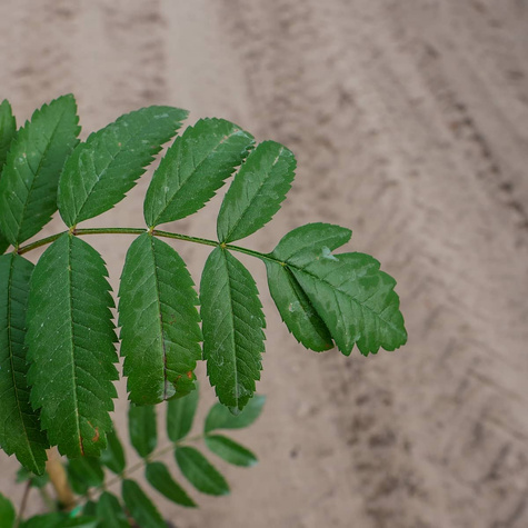 Jarząb Pospolity Edulis