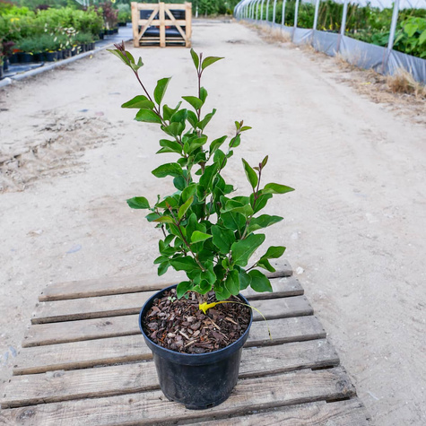 Lilak pospolity Josse powtarzający kwitnienie (C2)