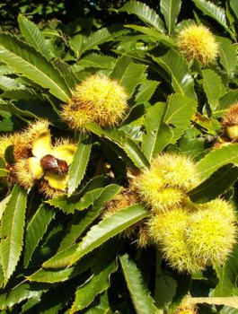 Kasztanowiec Kasztan jadalny Smaczne owoce (C2)