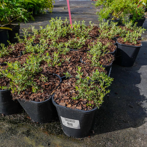 Pięciornik krzewiasty 'Bella Bianca' (C2)