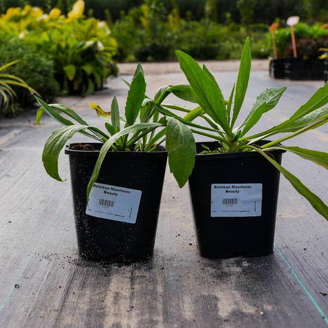 Dzielżan ogrodowy Moerheim Beauty (C2)