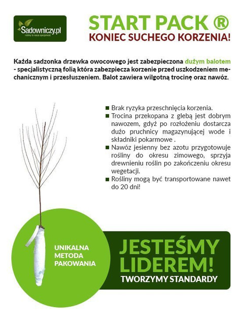 Śliwko-morela Śliwomorela Flawour Queen doniczka (C2)