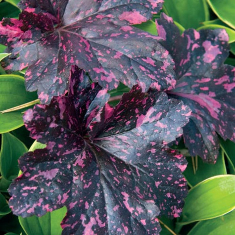 Żurawka ogrodowa Midnight Rose (C2)