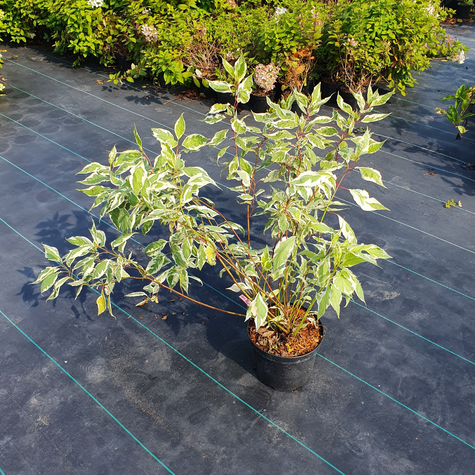 Dereń biały IVORY HALO Bailhalo (C2)