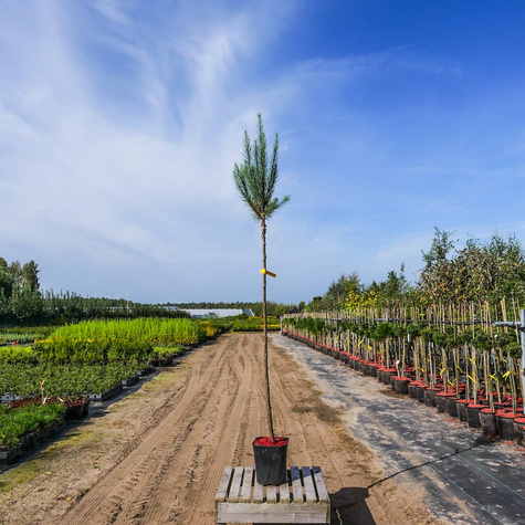 Modrzew japoński Jacobson's Pyramid PA 60-80