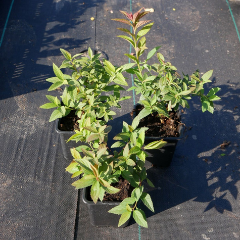 Tawuła japońska Genpei Shirobana dwubarwna (P9)