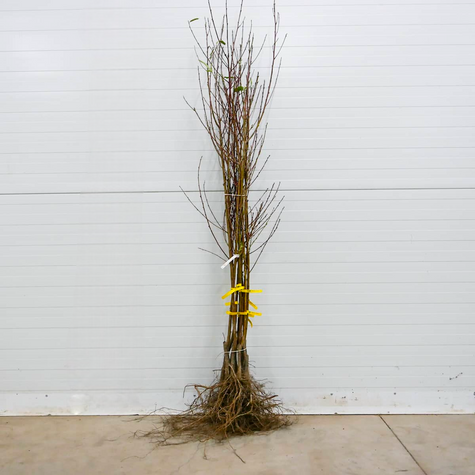 Nektaryna Artic Jay Plant Pack