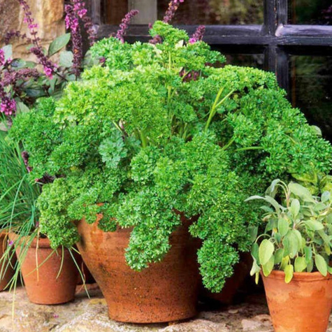 Pietruszka liściowa naciowa Moss Curled 2 2+1g