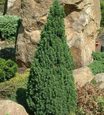 Świerk biały Conica