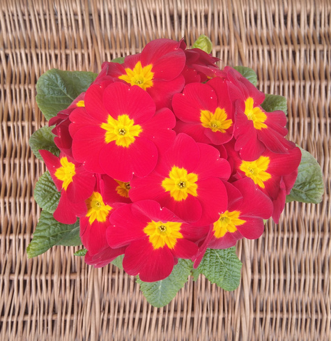 Prymulka Pierwiosnek czerwona sadzonka w doniczce