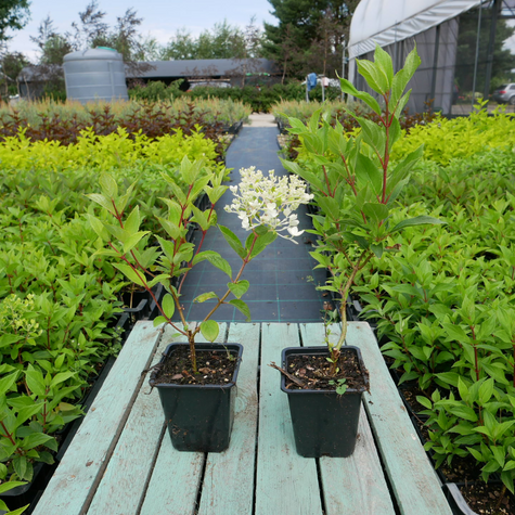 Hortensja bukietowa Kyushu (P9)