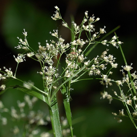 Kosmatka śnieżna Yeti (C2)