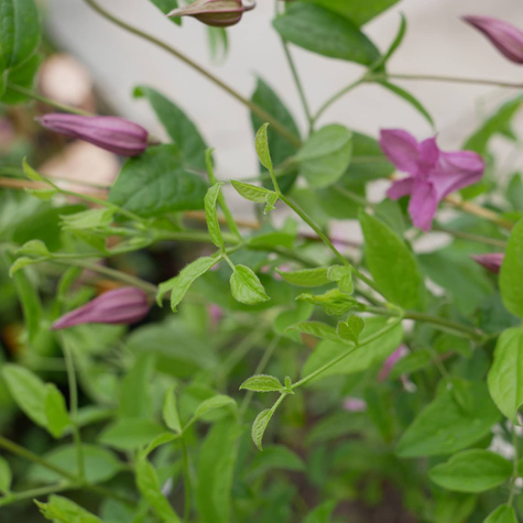 Powojnik Clematis różnolistny Heather Herschell GI