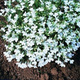Lobelia Stroiczka White Lady 0,5g