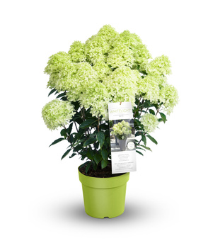 Mini Hortensja bukietowa Gardenlights Whitelight'obficie kwitnąca