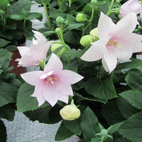 Rozwar wielkokwiatowy Astra Pink (C2)