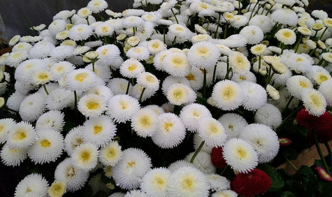 Stokrotka biała sadzonka w doniczce Stokrotki