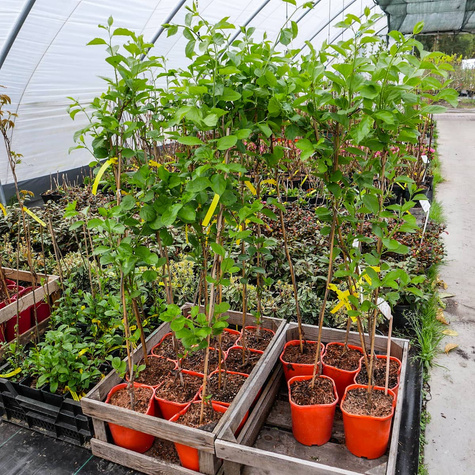 Dławisz okrągłolistny żeński Diana