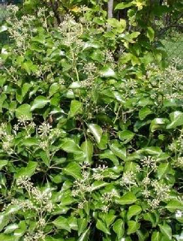 Bluszcz pospolity Arborescens (C2)