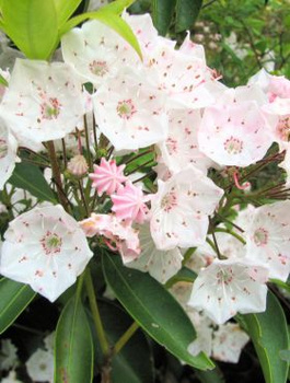 Kalmia szerokolistna Zebulon (C2)