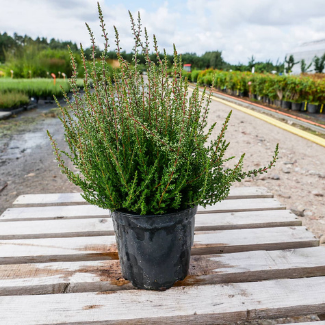 Wrzos pospolity Selly