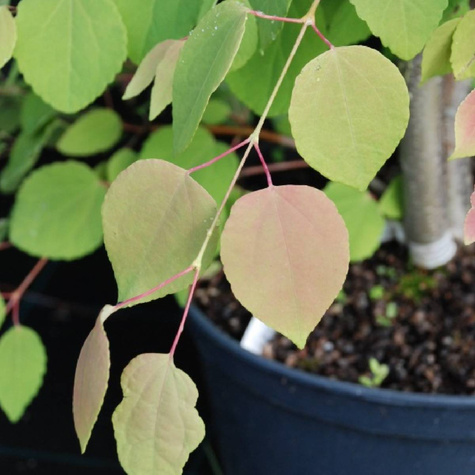 Grujecznik japoński Glow Ball (C2)