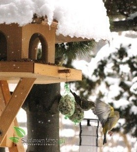 POKARM DLA PTAKÓW - ZESTAW 6 kul 100g (ME65)