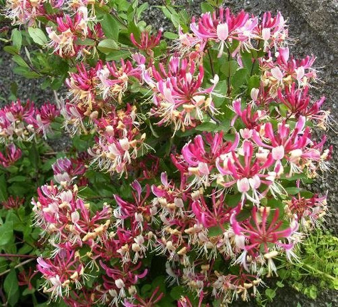 Wiciokrzew pomorski Serotina