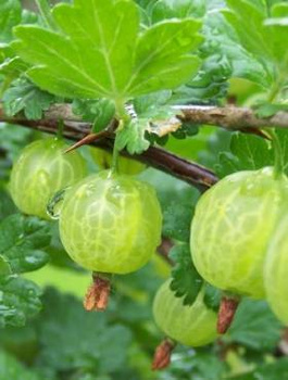 Agrest biały Mucurines na pniu w doniczce (C2)