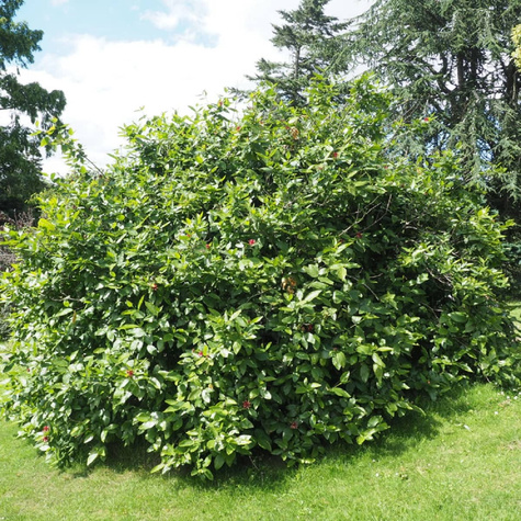 Kielichowiec Aphrodite (C2)