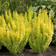 Berberys thunberga Golden Tower (C2)