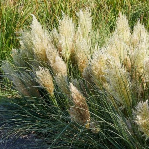 Trawa pampasowa Tiny Pampa (C2)