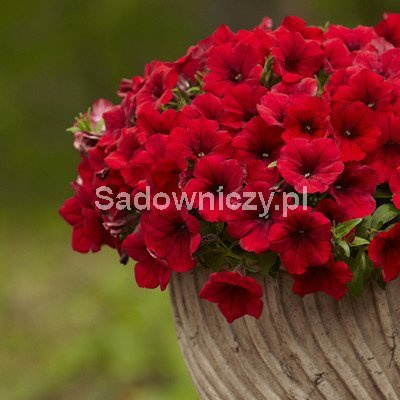 Petunia ogrodowa czerwona 0,05
