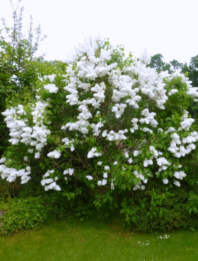 Lilak pospolity Miss Ellen Willmott pachnący (C2)